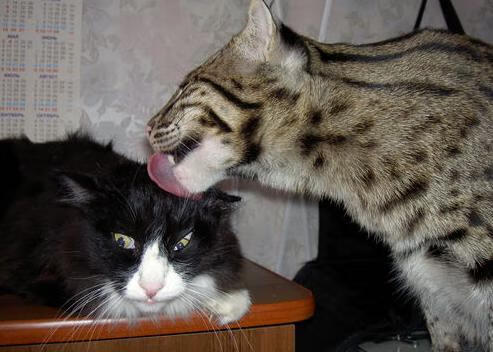 雷火电竞官网-冰封时刻，当库尔图瓦在抢七之夜筑起巨人之墙