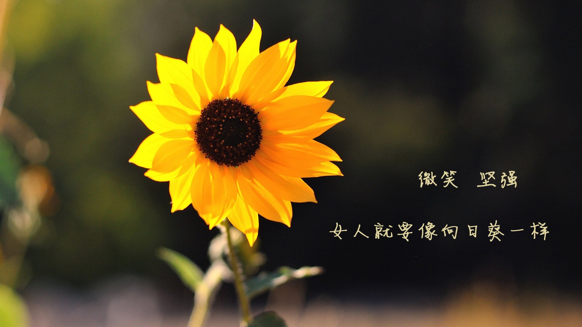 独木成林，奥纳纳单场8扑救，黄潜艇战术完胜波兰铁骑