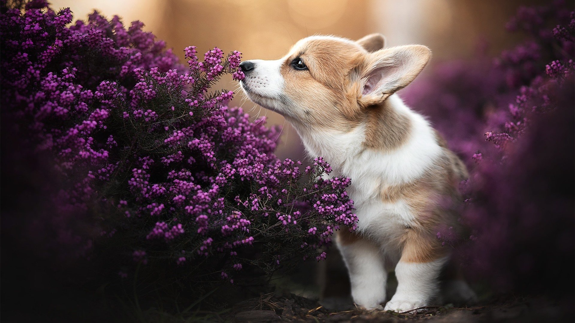孙兴慜主宰战局,中国队力克摩洛哥,亚洲足球的双重荣耀