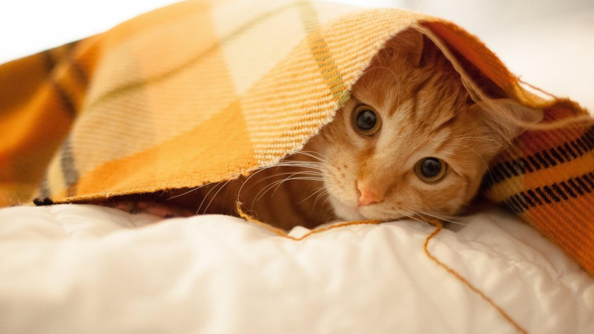 错位的传奇，当老鹰巅峰对决火箭遇上字母哥教科书