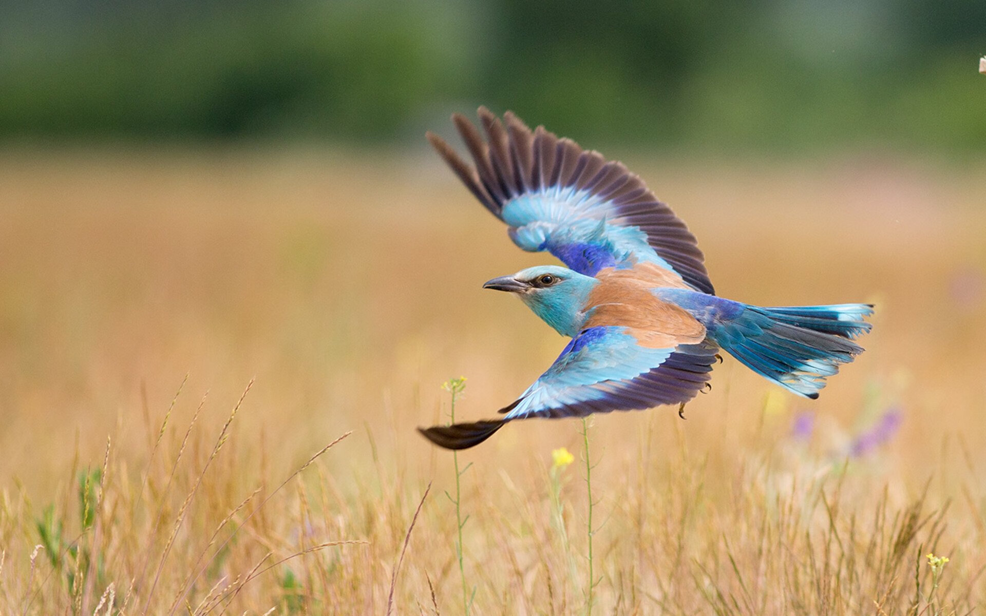 完全体莫兰特迎战三巨头,今夜,他定义了何为高能输出