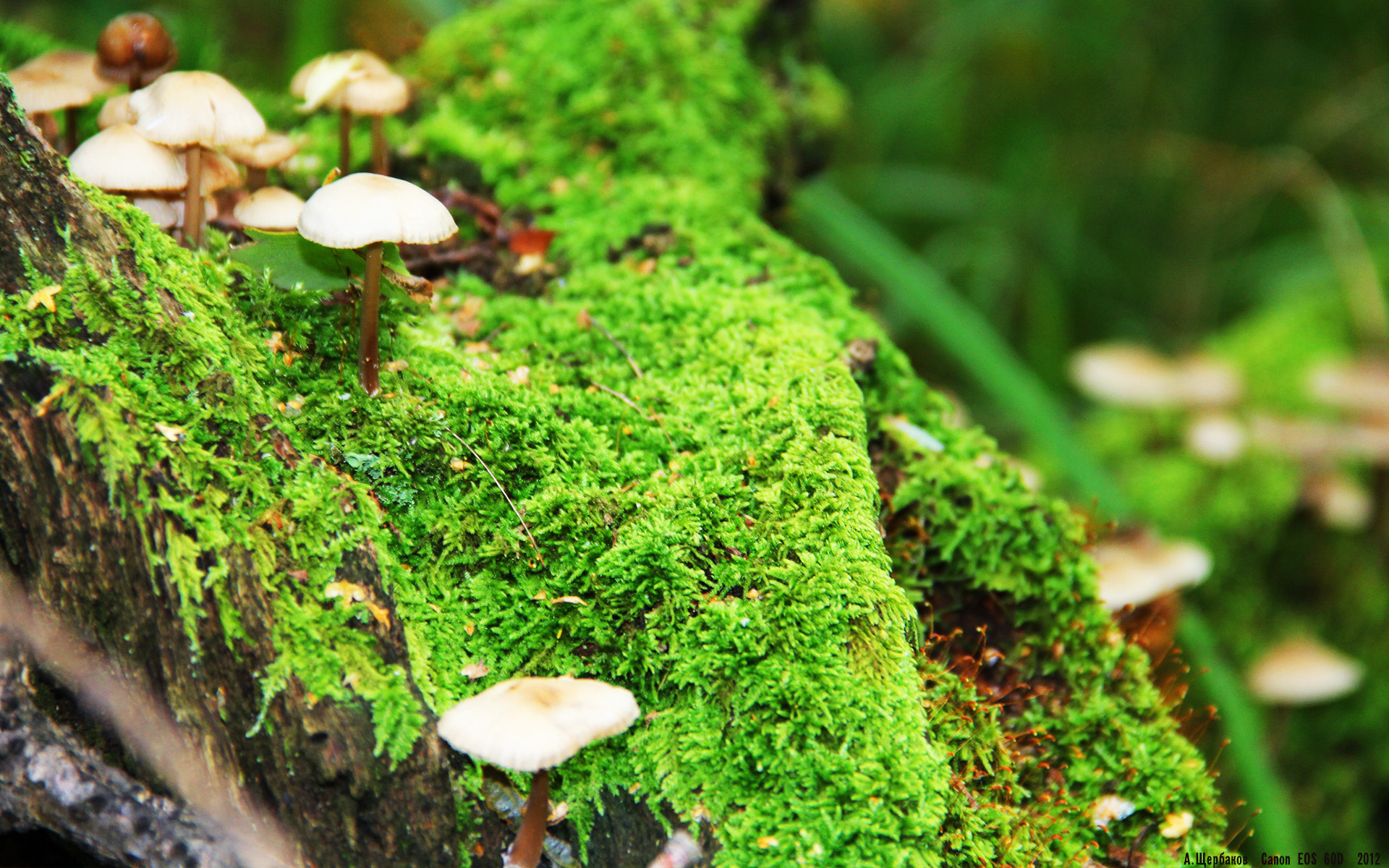 双重焦点，东决战局与巴萨哲学—竞技世界中的唯一性证明